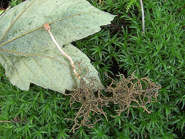 Cordyceps larvicola    Qulet